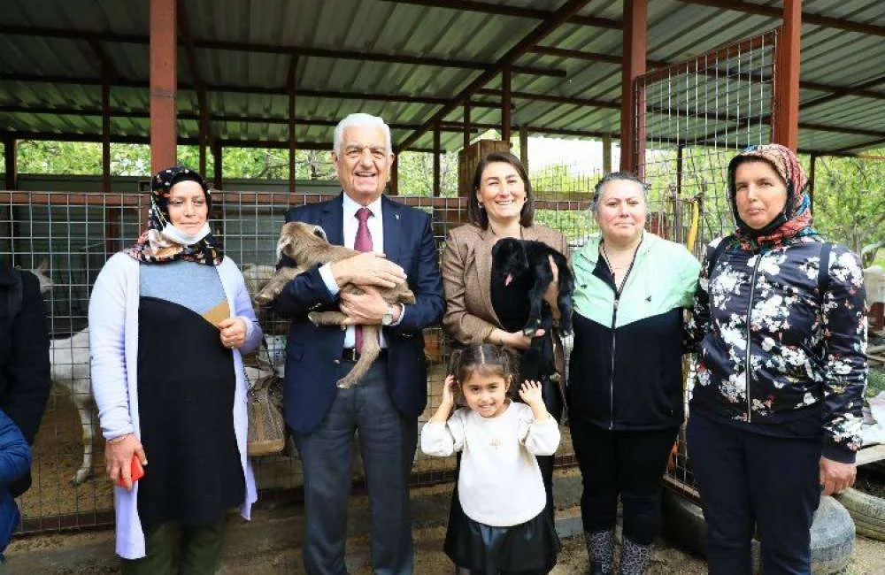 Muğla Büyükşehir Belediyesi küçükbaş hayvancılığı desteklemek için 226 kadına 2