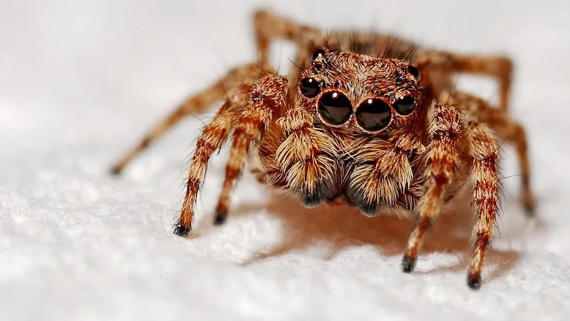 Lorem ipsum gibi yapay metinler yerine, gerçek anlam taşıyan bu