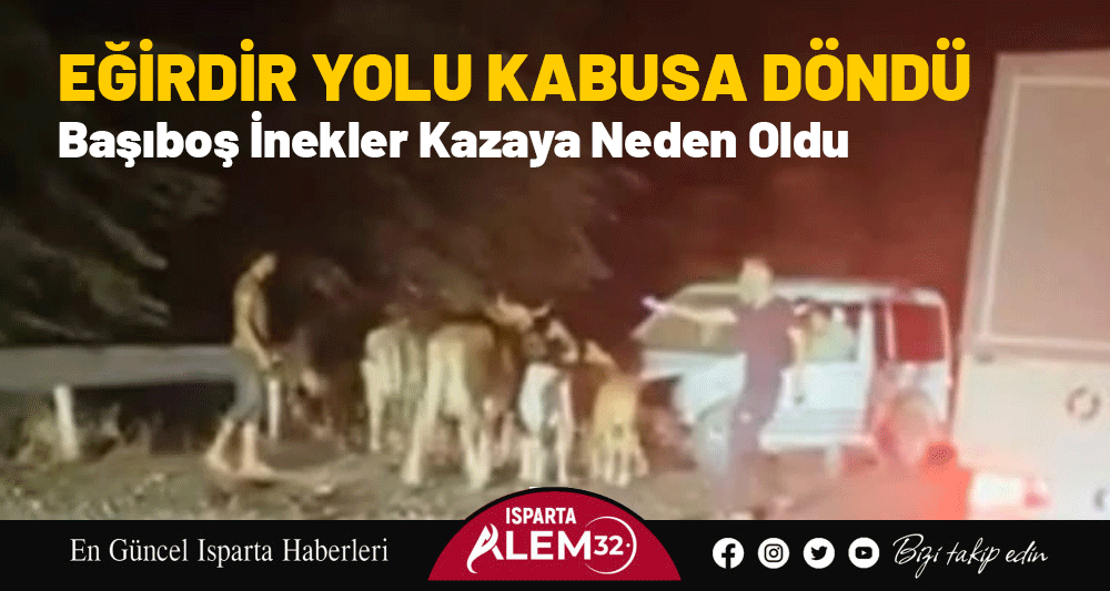 Eğirdir-Isparta istikametindeki karayolunda başıboş gezen inekler, iki ayrı trafik kazasına