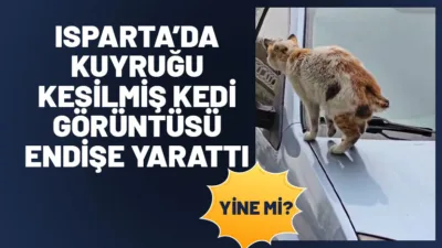 Isparta’da geçtiğimiz yıl patileri ve kuyrukları kesilmiş halde bulunan kedilerle